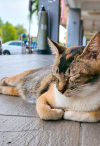 Close-up of a cat sleeping