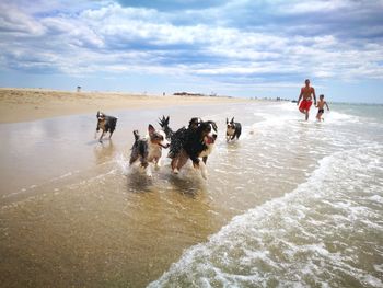 People with dogs running on beach against sky