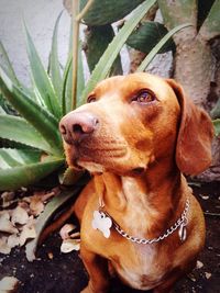 Close-up of a dog looking away