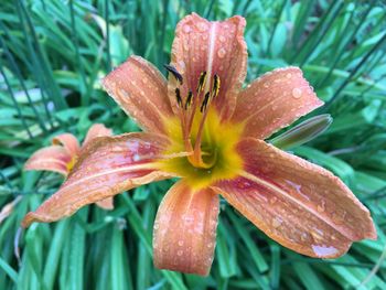 Close-up of raindrops on orange day lily