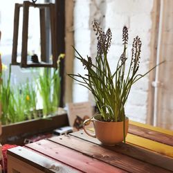 Close-up of potted plant on table