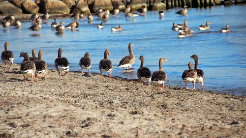 Flock of seagulls at lakeshore