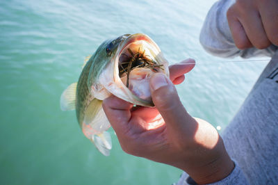 Close-up of hand holding fish