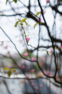 Close-up of cherry blossoms in spring