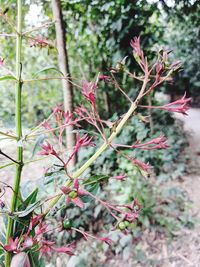 Close-up of flowers blooming on tree