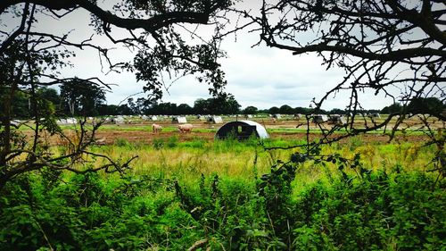 Scenic view of field against cloudy sky