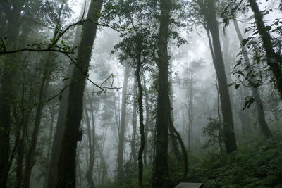 Trees in forest