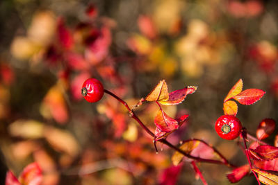 Close-up of red berries on tree