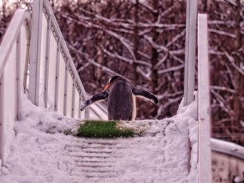 View of bird in snow