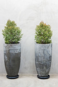 Close-up of plants in urns against wall