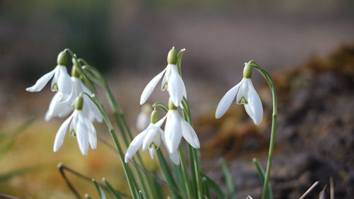 Close-up of white flowering plants on field