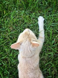 High angle view of dog on field