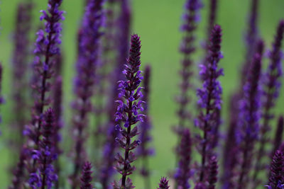 Close-up of purple flowering plants on field