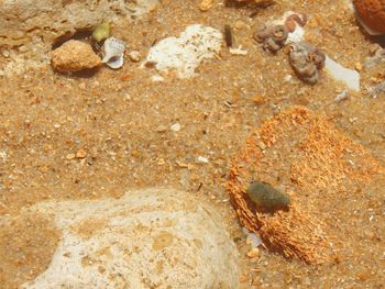 High angle view of crab on sand