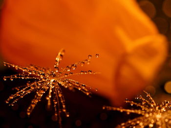 Close-up view of night