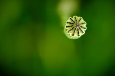 Close-up of fern