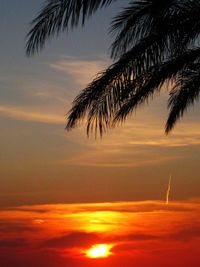 Low angle view of palm trees against sky