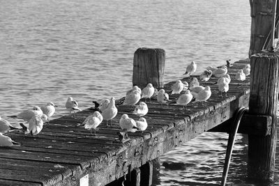 Birds perching on wooden post in lake