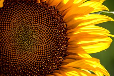 Close-up of sunflower