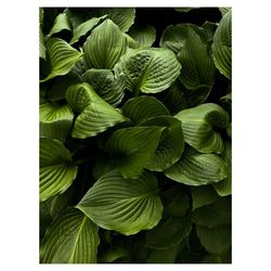 Full frame shot of green leaves