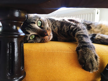 Cat sitting on table