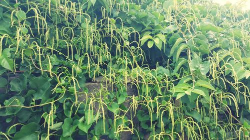 Full frame shot of plants