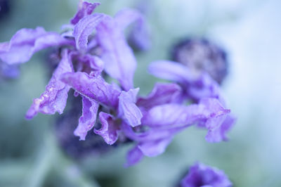 Close-up of purple flowering plant