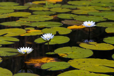 Lotus water lily in pond