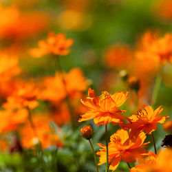 Close-up of orange flowering plant