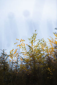 Low angle view of flowering trees against sky