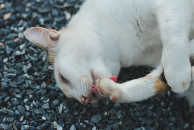 Close-up of cat