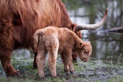 Cattle by lake on farm