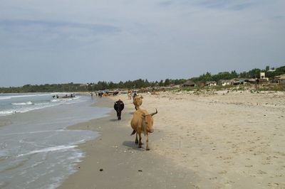 Dogs on beach against sky