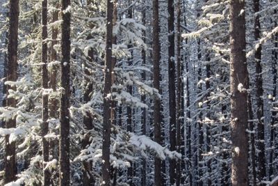 Pine trees in forest during winter