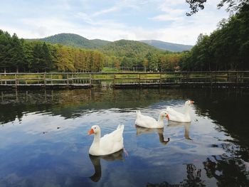 Swans swimming in lake