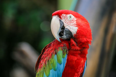 Close-up of parrot