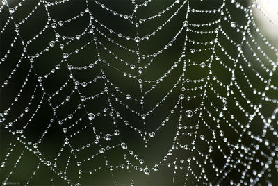 Close-up of spider web