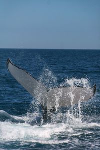 Scenic view of whale in sea