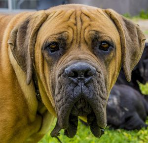 Close-up portrait of dog