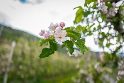 Close-up of pink cherry blossoms in spring