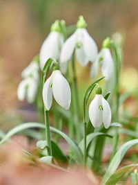 Close-up of white flowering plant