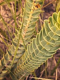 Close-up of spiral leaf