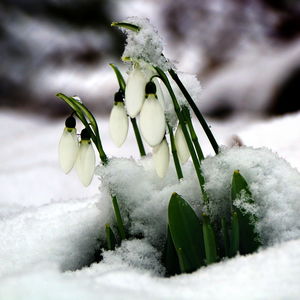 Close-up of snow on plant during winter