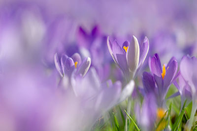 Close-up of purple crocus flowers on field