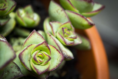 Close-up of succulent plant