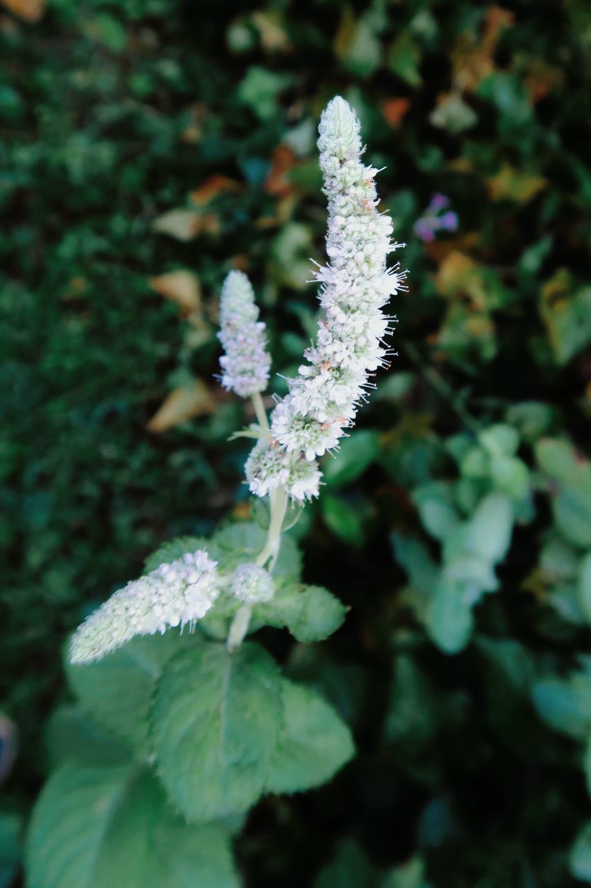 CLOSE-UP OF FLOWERING PLANT AGAINST WHITE WALL