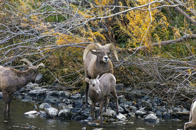 wildlife