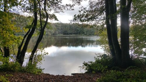 Scenic view of lake against trees in forest