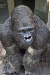 Close-up of elephant in zoo