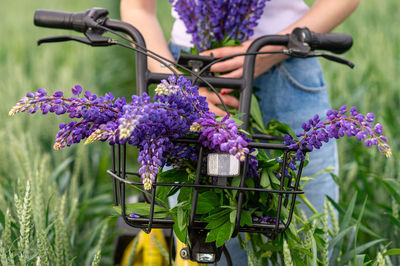 Close-up of flowers